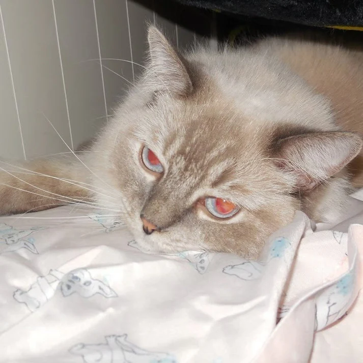 Pre-Owend  Digital Camera Bundle